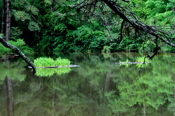 pond reflections